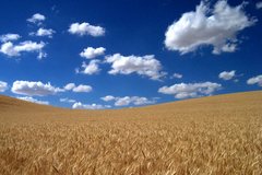 wheat_field_medium